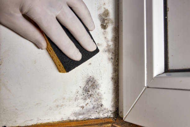 Best Attic Mold Removal  in Grimes, IA